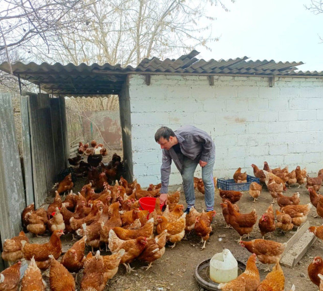Житель хутора Закавказский Партизан Кировского округа благодаря соцконтракту занялся разведением кур. Житель хутора Закавказский Партизан Кировского округа благодаря соцконтракту занялся разведением кур.
